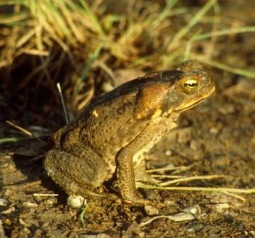 Cane toad, image by L Poon Cane toad, image by L Poon
